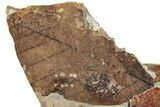 Fossil Leaf (Fagus) - McAbee, BC #226124-1